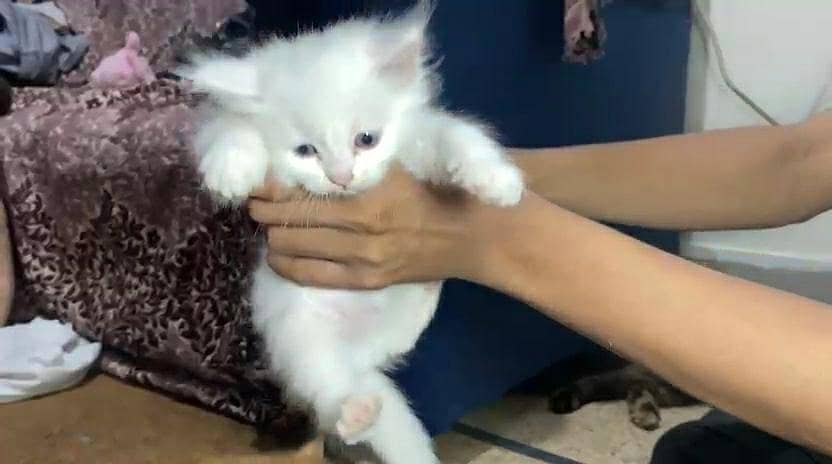 Persion Kittens 0