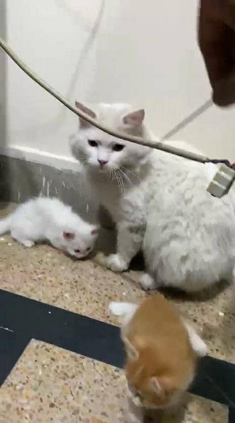 Persion Kittens 1