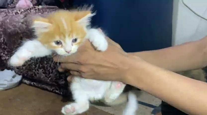 Persion Kittens 2