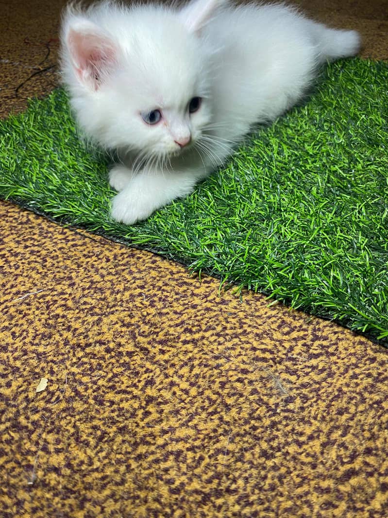 Persion Kittens 3