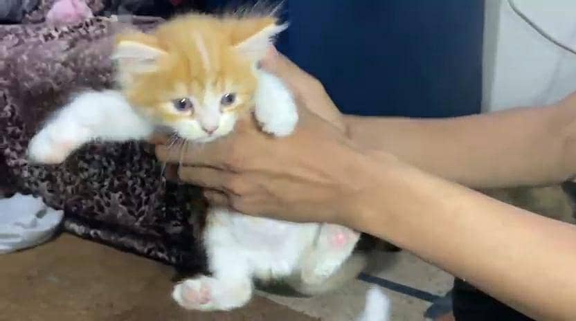 Persion Kittens 4