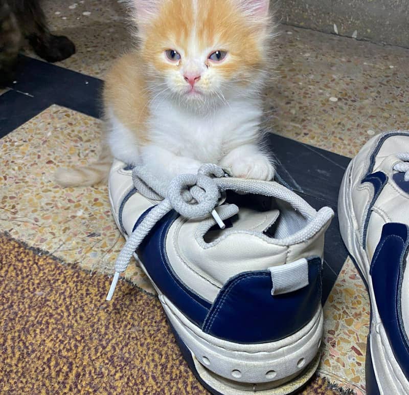Persion Kittens 5