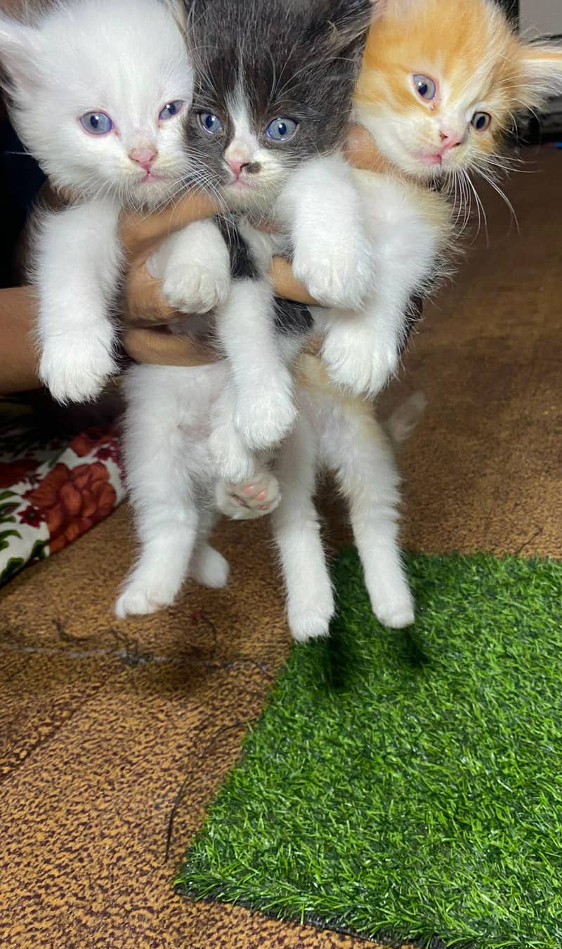 Persion Kittens 6