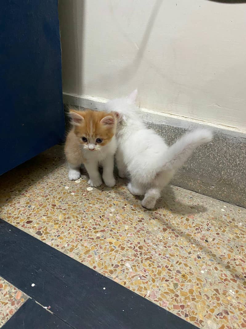 Persion Kittens 7