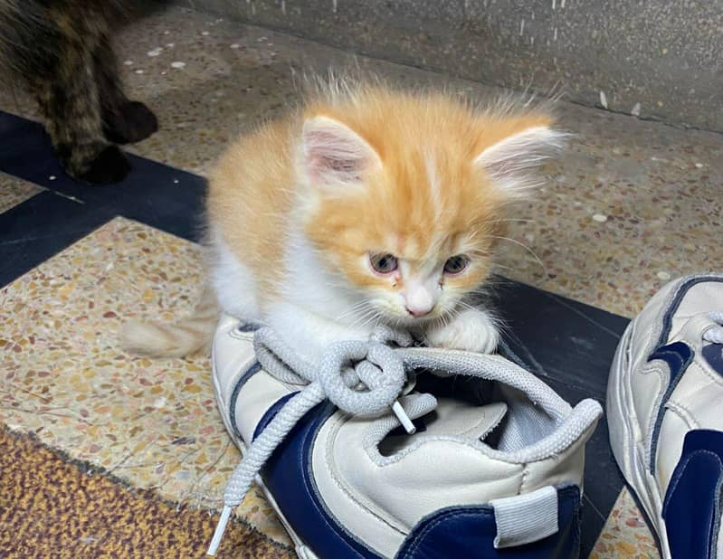 Persion Kittens 8