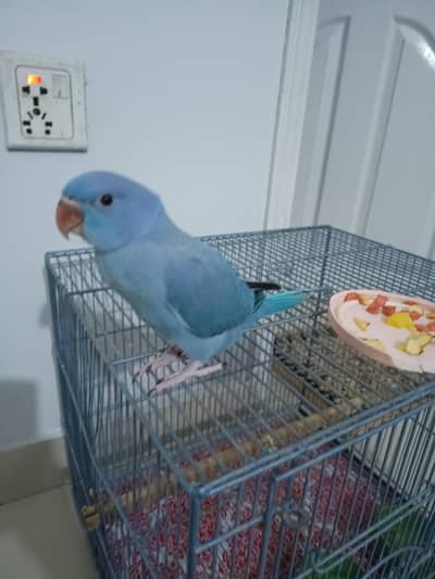 cobalt ringneck chick