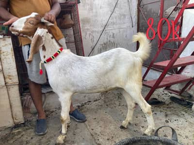 qurbani ke bakry 03162096008