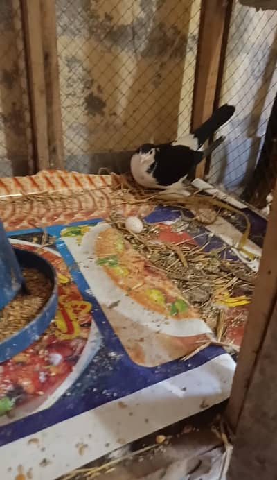 beautiful  pair sharazi female sada male breeding pair