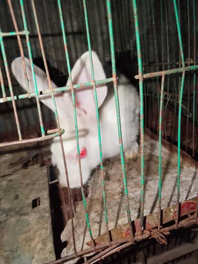 Pure White Red Eye Male Rabbit for Sale | Healthy & Active