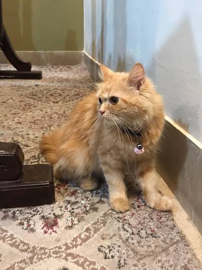 Persian cat triple coated female for sale brown colour