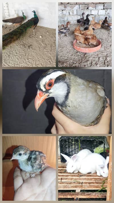 maskti first cross vip male or other birds chicks bhi available hy
