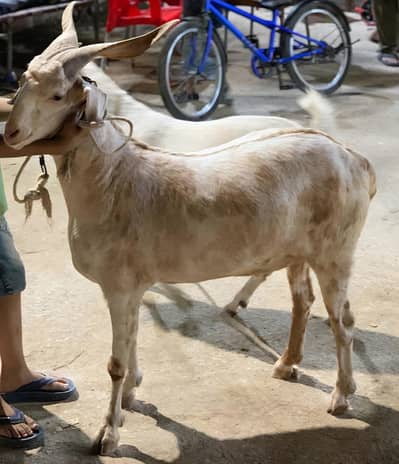 selling goats
