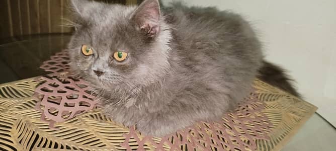 Persian triple coaded