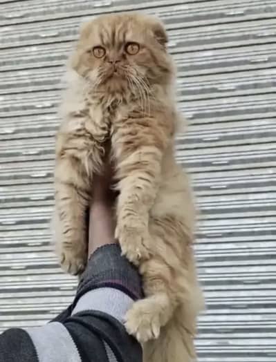 Scottish fold persian punch face male