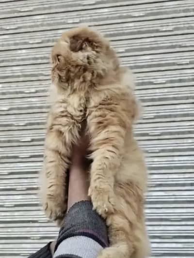 Scottish fold persian punch face male