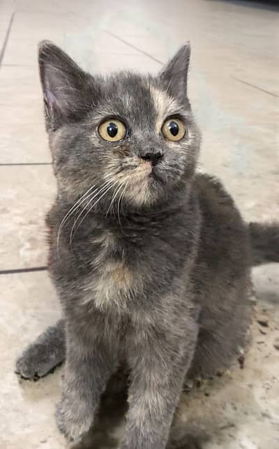 British Shorthair Female
