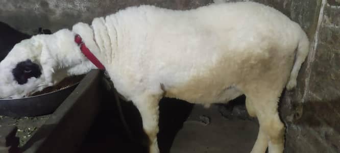 Heavy Weight beautiful Shatra for sale