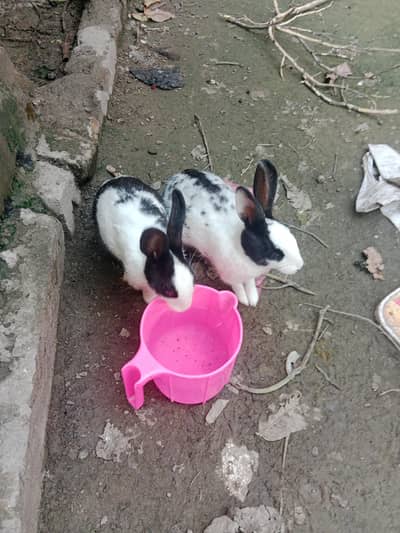 rabbits for sale