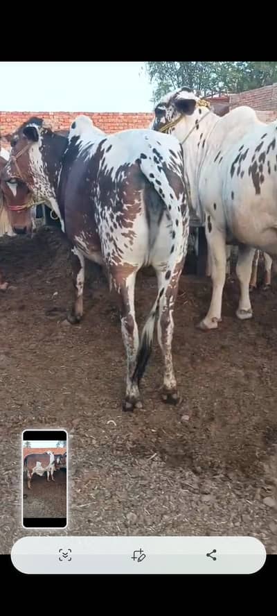 Beautiful bachiyas available in Liaquatabad C Area Bearing wali gali