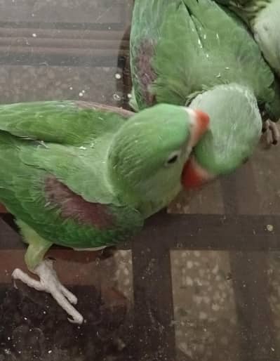 parrot | Raw parrot & chicks|Green parrot for sale