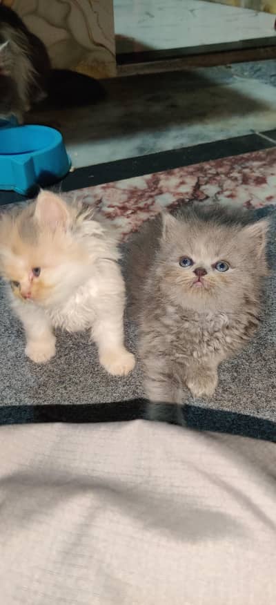 persian triplle long coat kittens