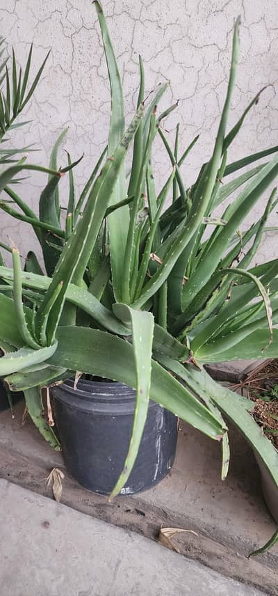 Aloe vera phone