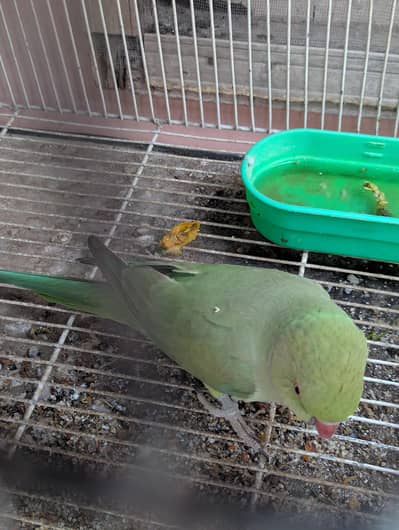 Ringneck female