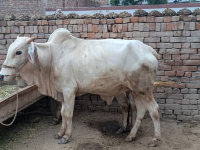 2 male cows for qurbani
