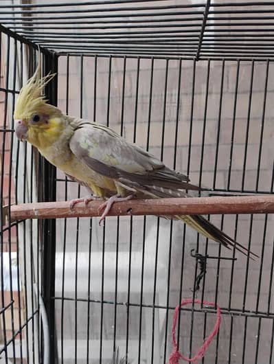 pastel face cocktail breeder female for sale