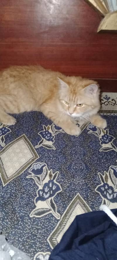 Percian Cat Triple court