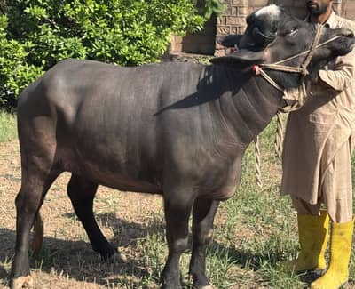 Qurbani | khobsorat Katti 2 dant | Farm raised