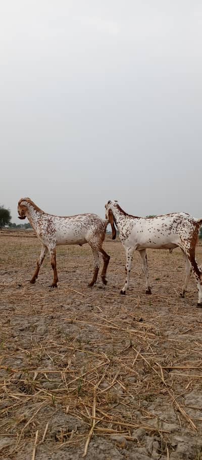 6 بکرے برائے فروخت