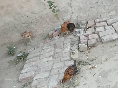 chicks for sale