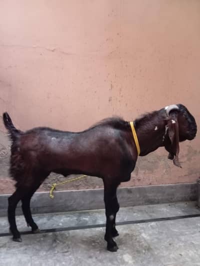Nagra Ghr ka plaa Howa  for sale 2026 qurbani 0306/61/999/55