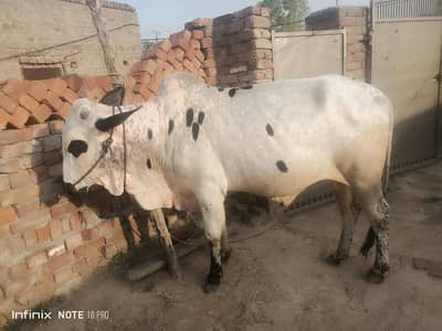 Bull for Qurbani