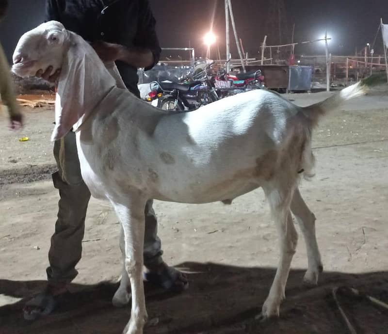 دوندے بکرے مناسب قیمت پر حاصل کریں 0