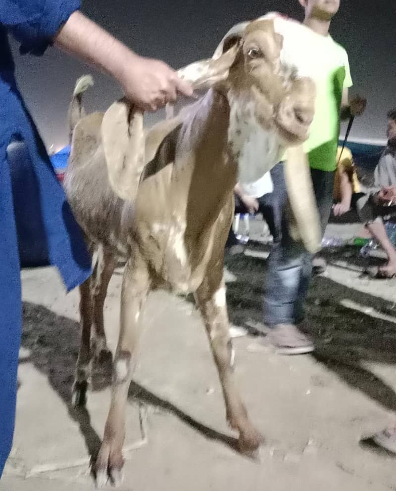 دوندے بکرے مناسب قیمت پر حاصل کریں 1