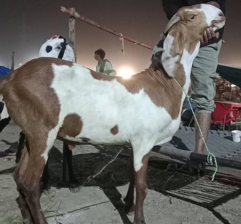 دوندے بکرے مناسب قیمت پر حاصل کریں 2
