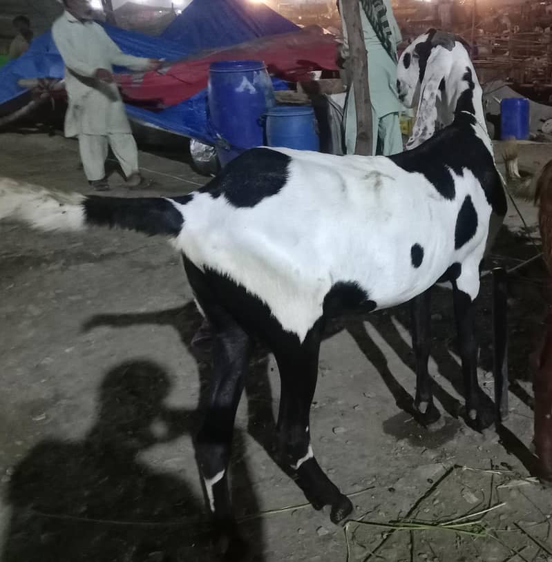 دوندے بکرے مناسب قیمت پر حاصل کریں 3
