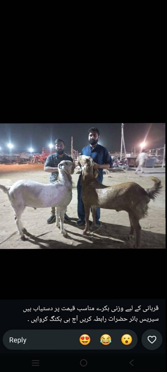 دوندے بکرے مناسب قیمت پر حاصل کریں 4
