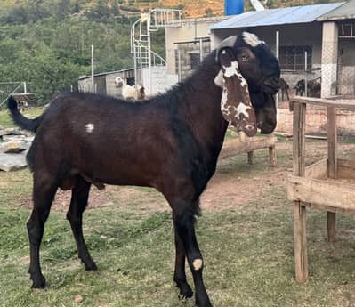 VIP Nagra Bakra – 45 Inch Height – Qurbani & Breeder