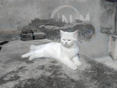 white colour double coat Persian cat for sale