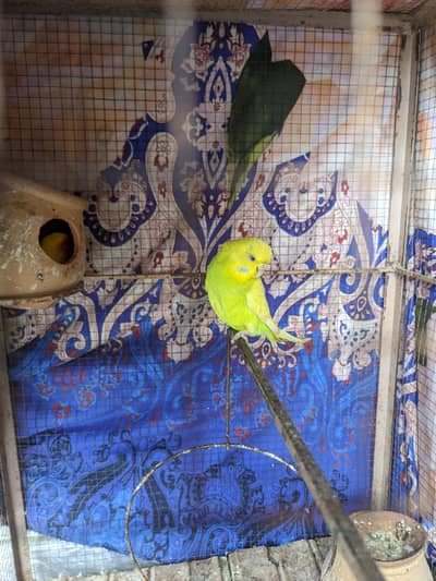AoA I'm selling Australian bird