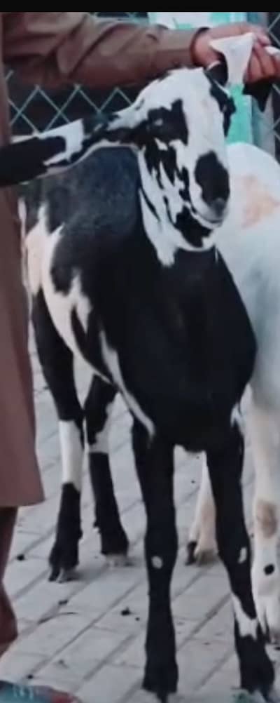 Beetal Qurbani Bakra | 2 dant