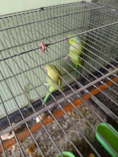 Ring nack breeding pair available for sale