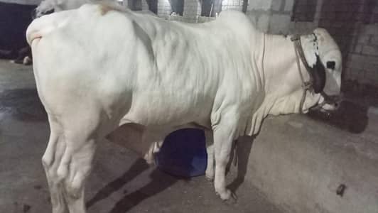 White Qurbani bull for sale hazro attock