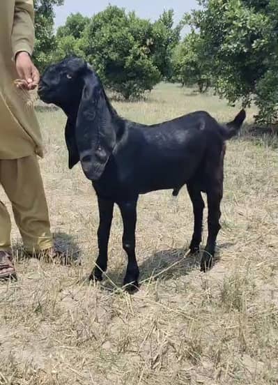 Amratsri Breeder Qulty male kid