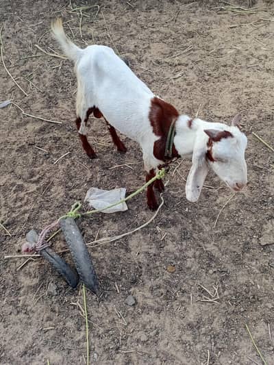 bakra for sale