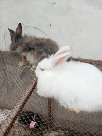Fancy rabbit pair
