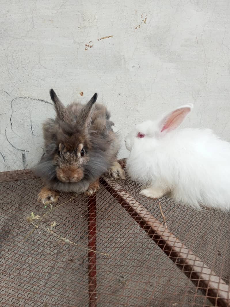 Fancy rabbit pair 1